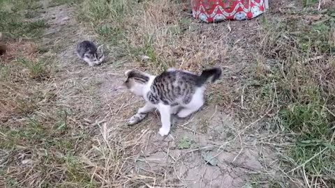 Cute Kitten Playing with Mouse 😂 Little Kitten is climbing a tree
