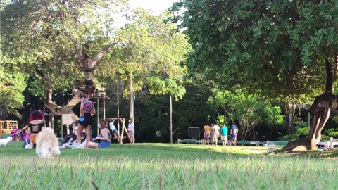 Dog In Park at Family Gathering Looks for Owner.