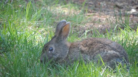 A Wild Rabbit On A Lawn