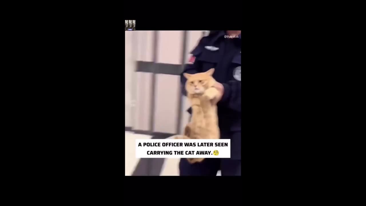 Cat arrested for stealing fish 🤣😼