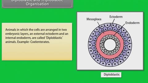 Biology :Animal kingdam