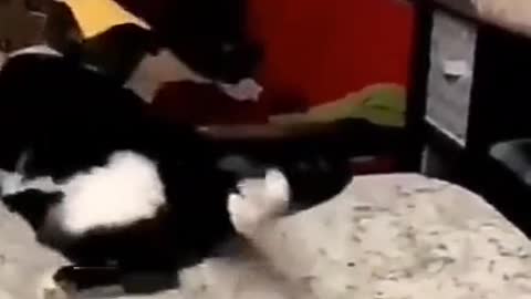 Cat and cheese funny video