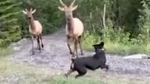 Tourists Wife and Husband Unleash Dog on Elk in 2021 National Park