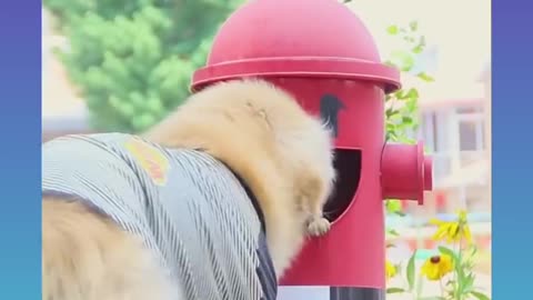 Smart Dog 26