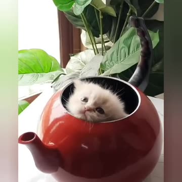 Funny animals 2023😆 - Funniest Cats and Dogs and please follow me