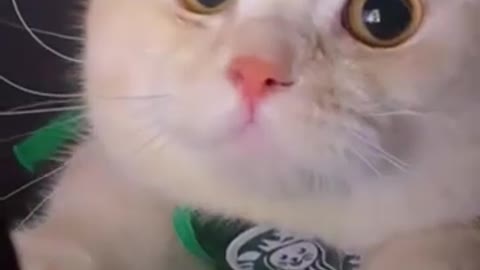 Funny and cute cat video2022😂/cat is shouting