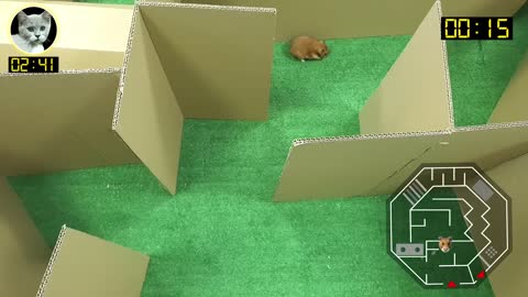 Cat Kitten 🐈 Hamster 🐹 vs Rabbit🐇 Who is the BEST? Battle in the GAINT Maze with Life of Pets Hamham