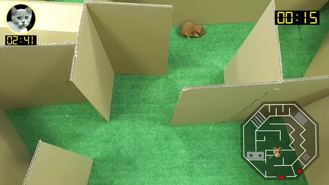 Cat Kitten ๐ Hamster ๐น vs Rabbit๐ Who is the BEST? Battle in the GAINT Maze with Life of Pets Hamham