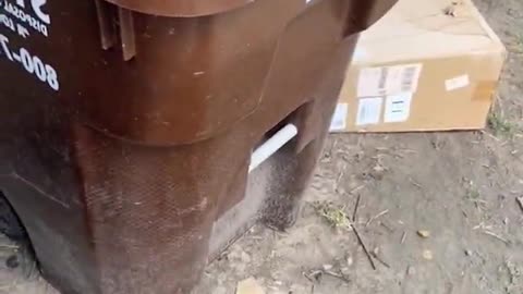 Dog funny reaction # people trand
