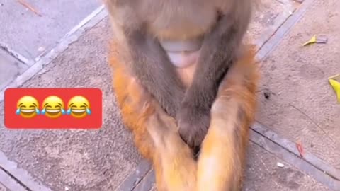 Funny dog video and monkey #love #cute #dog #funny