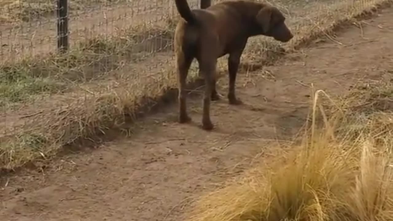 Lion asking dog for forgiveness | Viral Thing | #short