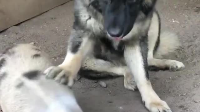 dog and pig