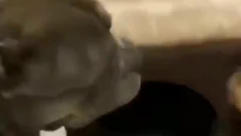 Funny animals from tiktok