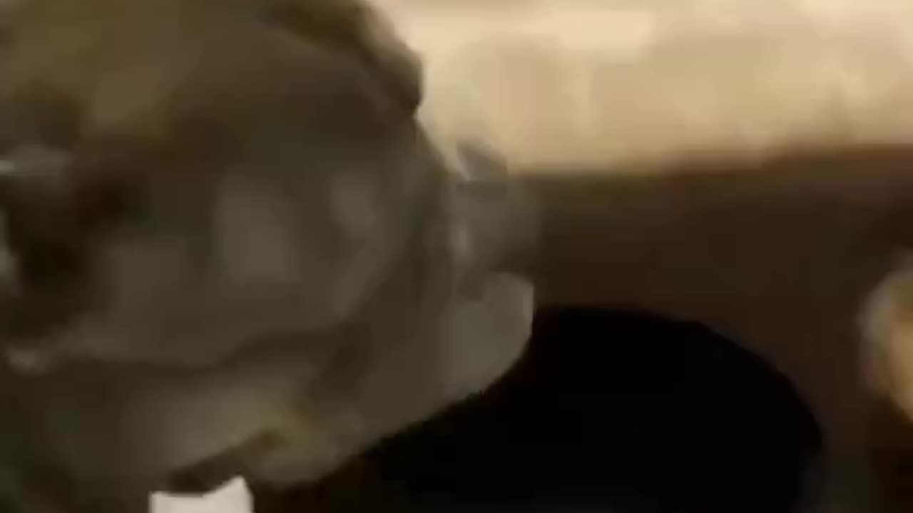 Funny animals from tiktok