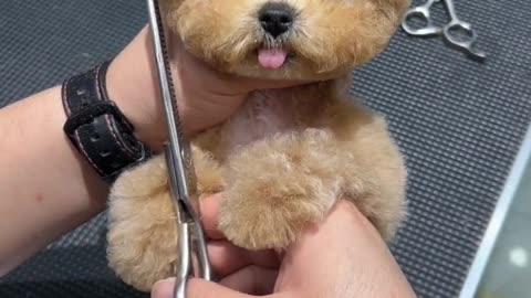 Cute puppy hair cutting moments 🐕🐶 #video #viral #viralshorts #ytshorts