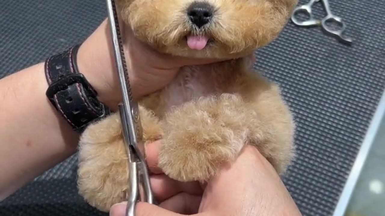 Cute puppy hair cutting moments 🐕🐶 #video #viral #viralshorts #ytshorts