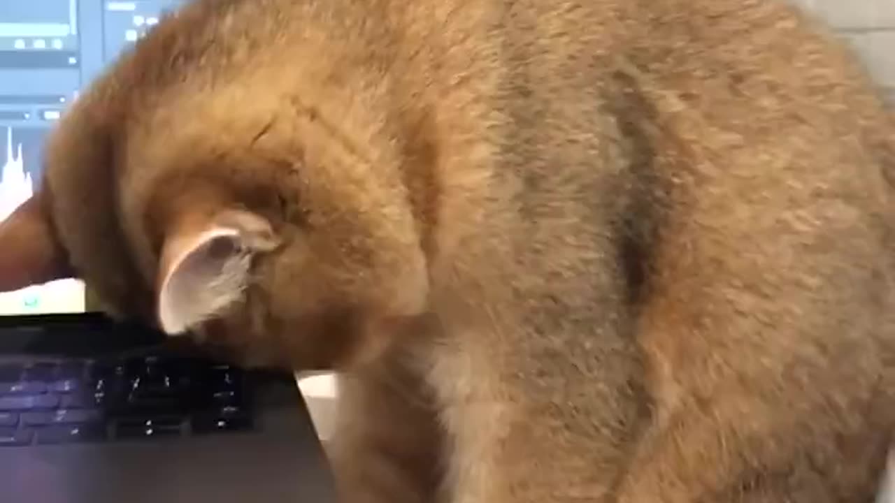 Patient Cat Waits for Owner to Sleep But Gets Amused by Laptop Work Instead