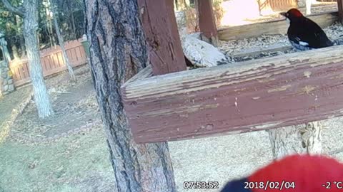 Woodpecker ATTACKS Camera!