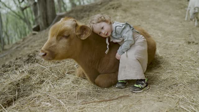 Little Girl playing with cow after trying posed for picture