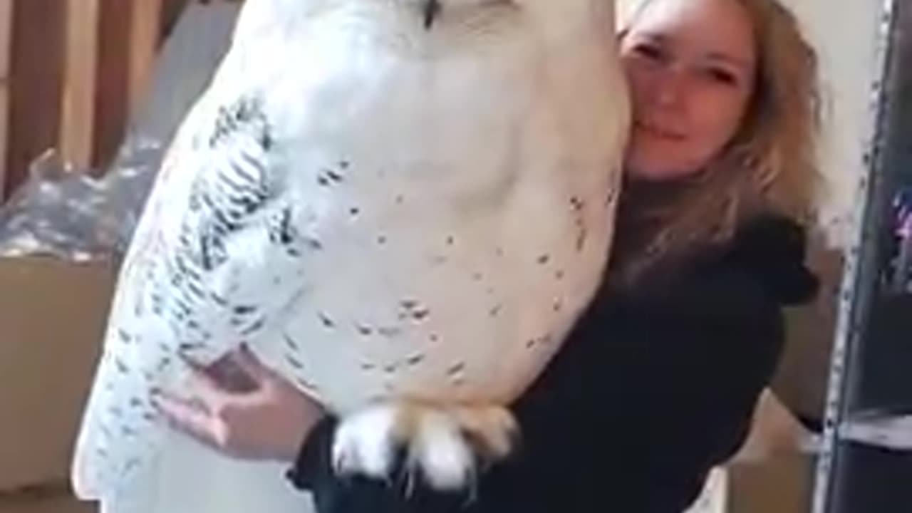 DANG! Look at the size of this Lady's Hooter