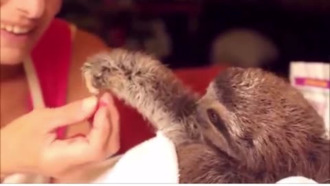 Baby Sloth