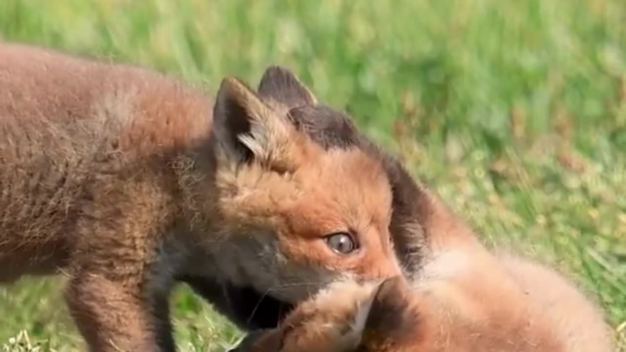 Mischief Baby foxes being clumsy playing