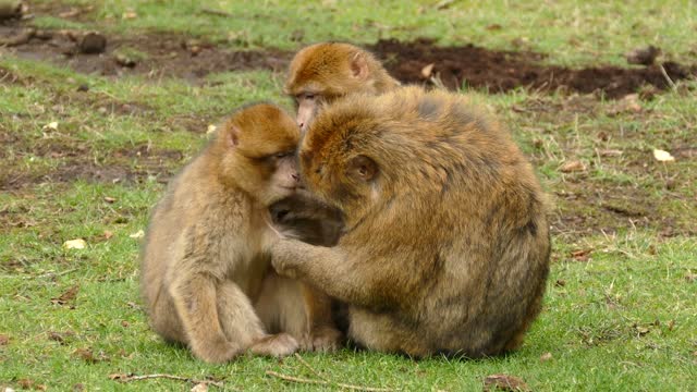 How sad I am for the monkeys of us humans