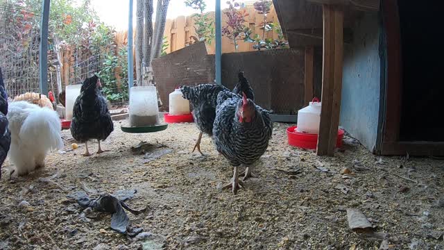 Backyard Chickens Relaxing Peaceful Sounds Noises Hens Clucking Roosters Crowing!