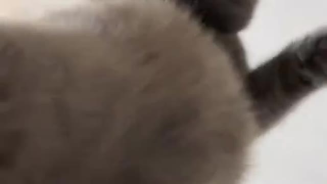 Baby Cats Cute and Funny Baby Cat Videos Compilatio