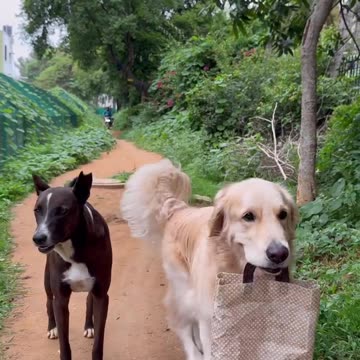 Funny moments with dog 🐕#6