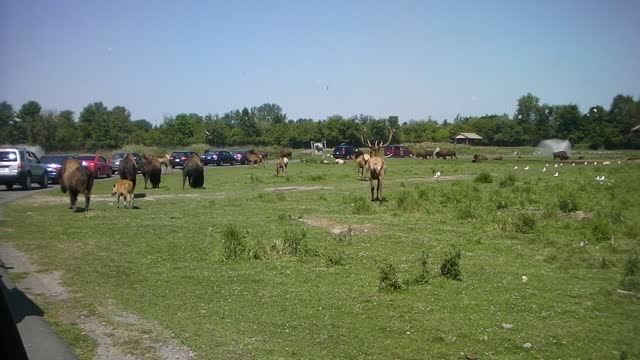 Park Safari in Hemmingford Quebec