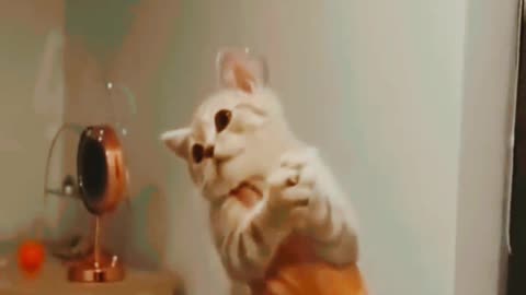 Funny cat video