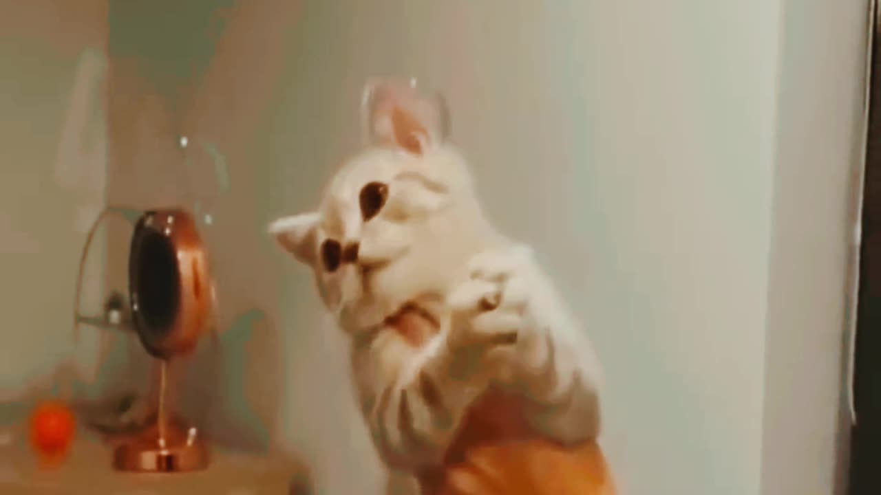 Funny cat video