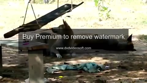 funny animals