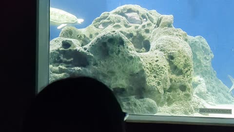 More from the aquarium