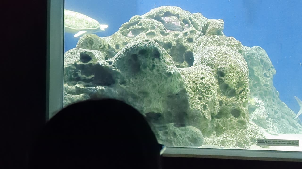 More from the aquarium