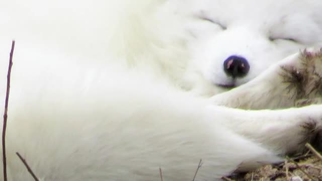 IcelandArcticFox#shorts#beautiful#video#trending#viral#youtubeshorts#youtube