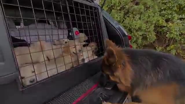 German Shepherd Meets Puppies for The First Time