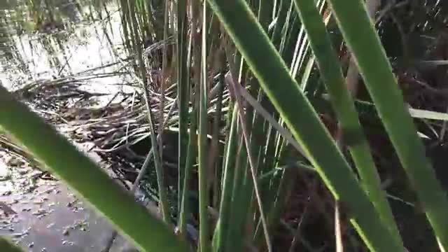 Hunter stops ALLIGATOR ATTACK while duck hunting in Florida (Swamp N Stomp ep. # 40)