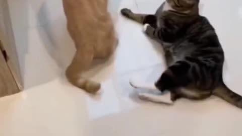 Funny cat fight justpet things