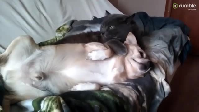 Cat and dog snuggle time will brighten your day