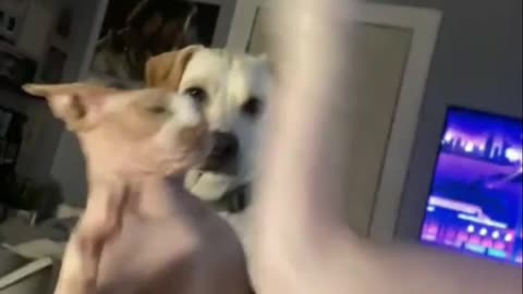 Animals fighting