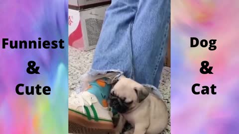 Funniest,Cute Dog & Cat