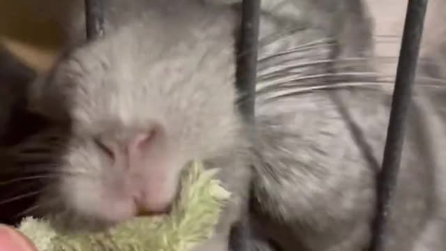 World’s Best Corn Eating Chinchilla!