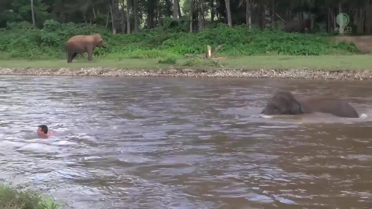 Baby elephant thought man was drowning and rushed to save him