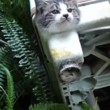 [Protection cat] Rescue a kitten whose face is caught in the drain 1/2 | Rescue animal
