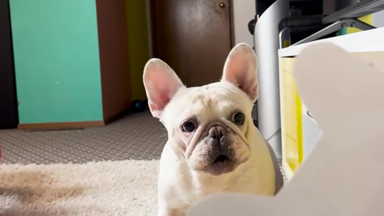 The Funniest Prank on My Dog pet - Watch His Cute Confusion