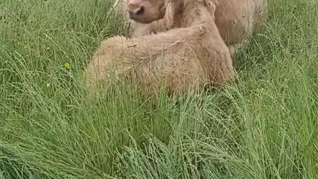 Lazy Morning