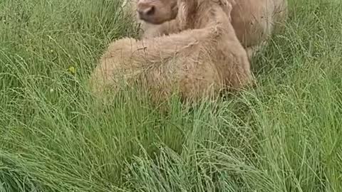 Lazy Morning