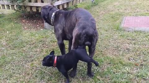 Small dog vs big beach meeting 😂😂😂 completed